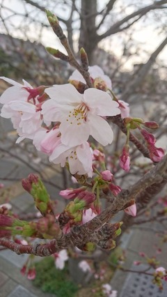 2016桜①