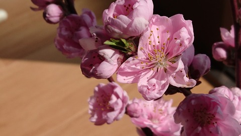 3月30日 桃