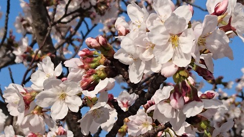 桜3/28③