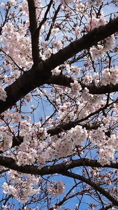 2017桜①