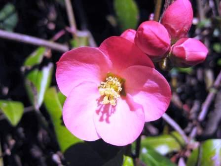 red-flower