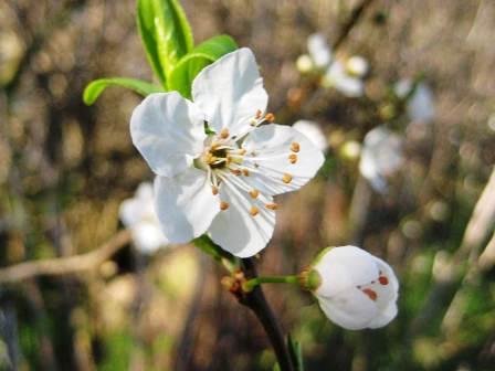 white-flower