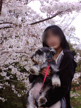 sakura
