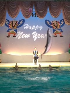 2015イルカ