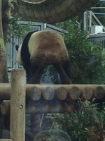 上野パンダ