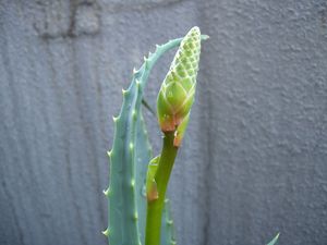 DSCN2627_R