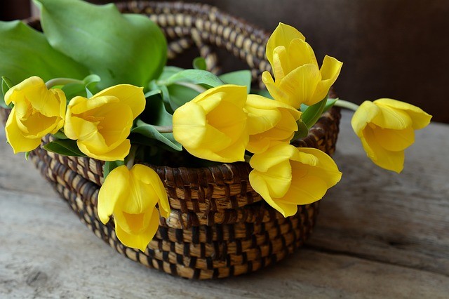 tulips-708410_640