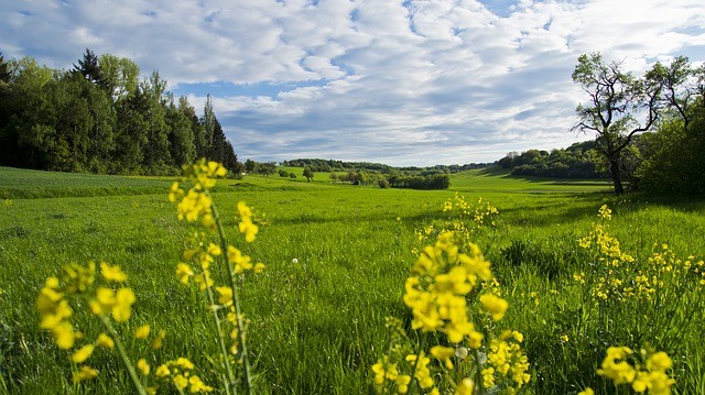 meadow-110717_640