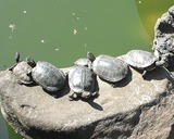 何見てんだゴルァ