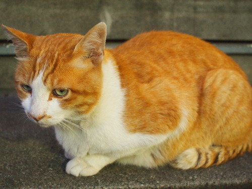 公園にゃんこ