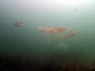 ika2