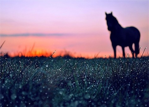 Horse 朝日 夕日