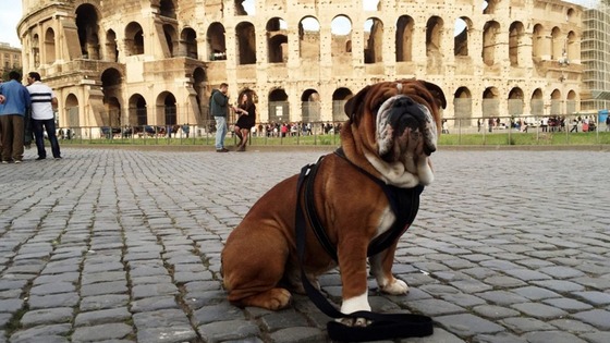ルイス・ハミルトンが撮影した愛犬ロスコーの写真、ローマ・コロシアム前