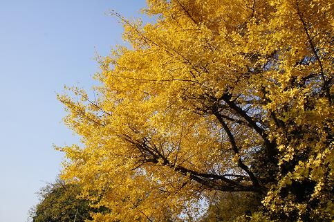 伊調 馨。