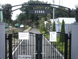 zebra