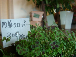 四つ葉のクローバー