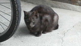 負けにゃいにぃー