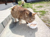 ちび