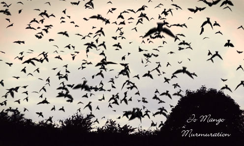 jo mango [���硼���ޥ󥴡�] : murmuration ��nature bliss/NBCD041��