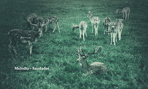 melodia [ federico durand & tomoyoshi date ] : saudades ��own records/ownvin64��