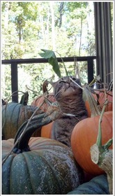 10-2-10_Pumpkin