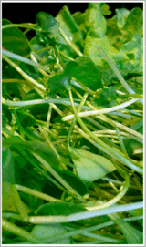 green4-3-10