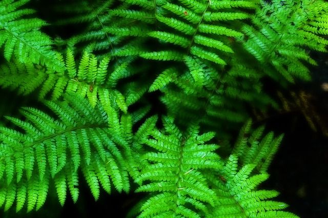 fern-52289_640