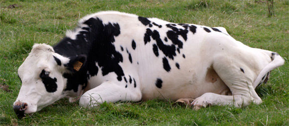 cow