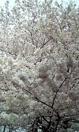 ooki sakura