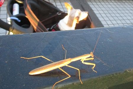 どっかから飛んできたのかな?