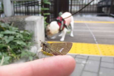 このあとすぐ飛んでっちった