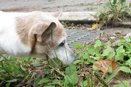 おや、こんなところに