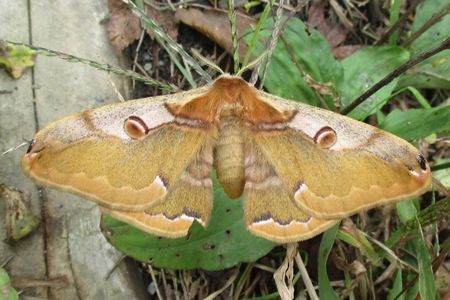 MOTH!