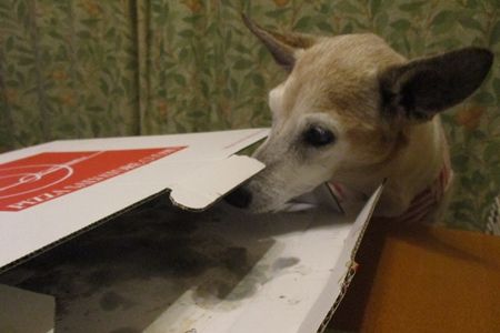 急いで食べないと冷めちゃうからね
