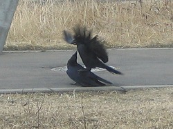 カラスの交尾 爆走一番星