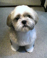 犬