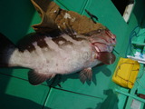 カマス 059