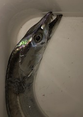 IMG_0965