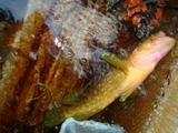 カマス 052
