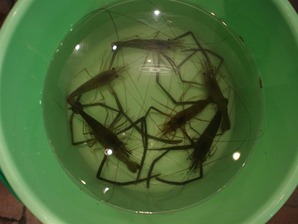 テナガエビ