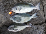 1宮ノ浦