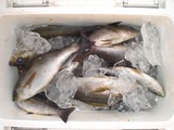 最近の釣果①