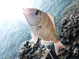 DSCF1048
