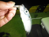 DSCF0443