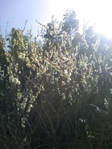 3c9c62b3.JPG