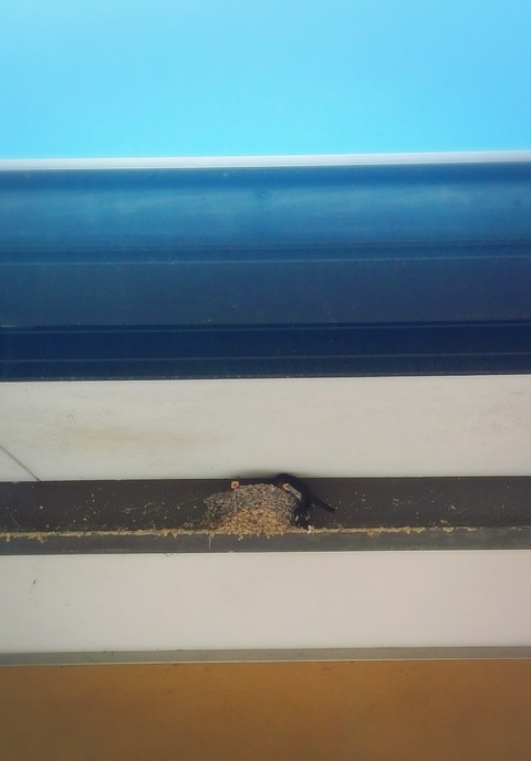 18-06-04-20-15-03-850_deco