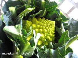 野菜14m