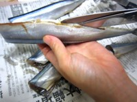 秋刀魚10
