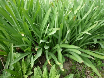 s-P1000647