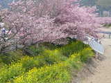 河津桜1